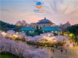 Lễ hội hoa anh đào Trung Quốc có gì đặc biệt?